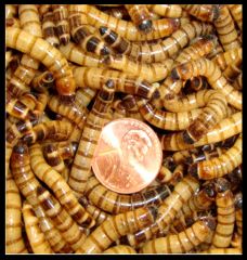 Superworms